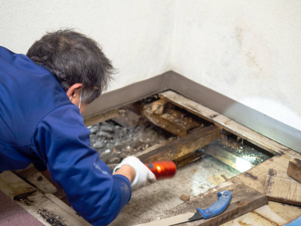 Best Mold Remediation for Schools in Egypt, AL