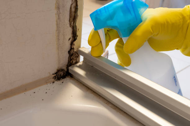 Best HVAC Mold Remediation in Egypt, AL