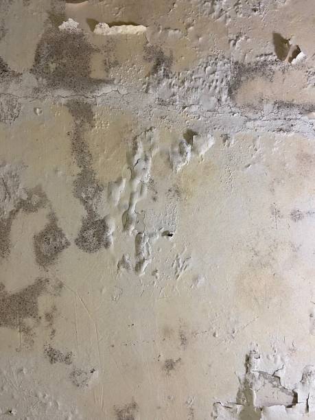 Best Black Mold Remediation in Egypt, AL