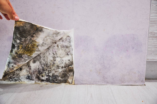 Best Commercial Mold Remediation in Egypt, AL